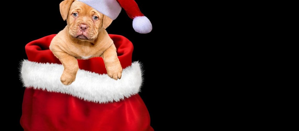 christmas, gifts, dog